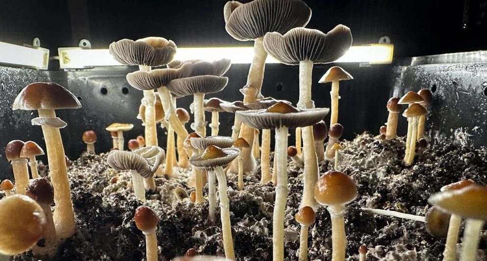 Psilocybin Is Designed